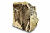 Polished, Petrified Wood (Metasequoia) Stand Up - Oregon #263735-1